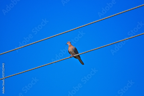 A pigeon between two parallel wires, clear sky