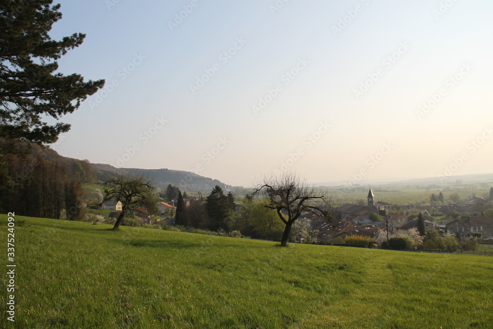 Obraz premium Old belated apple tree in a french rural orchard