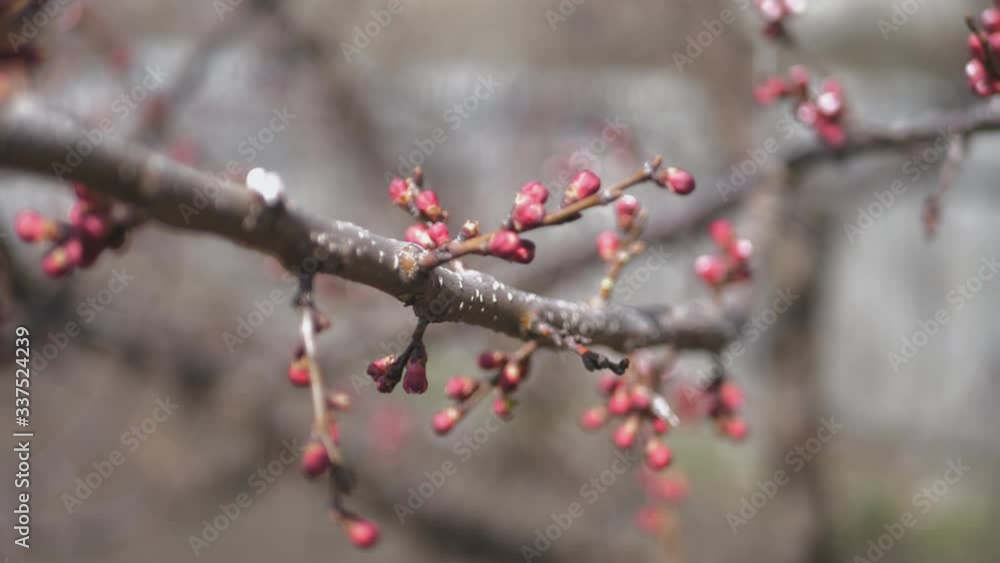 Flowers of a tree of an apricot in spring. Flowers of a tree of an apricot in spring.