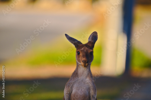 
A young joey looking up from while eating grass from a lawn in the suburbs of Dawesville, Western Australia. As the sun was getting low all the kangaroos had come out to eat. photo