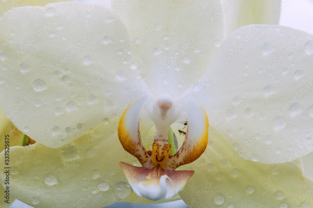 Obraz Ants on close up macro white orchid flower