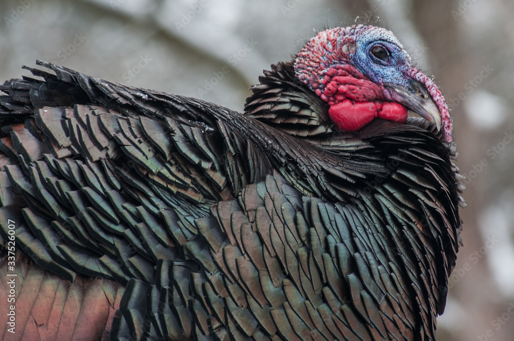 close up of a wild turkey