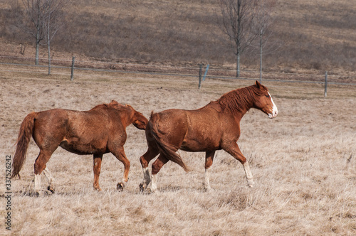 two horses running in the field