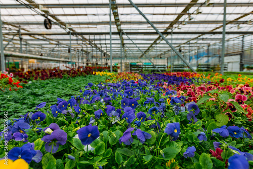Flowering violets grown in modern greenhouse  selective focus