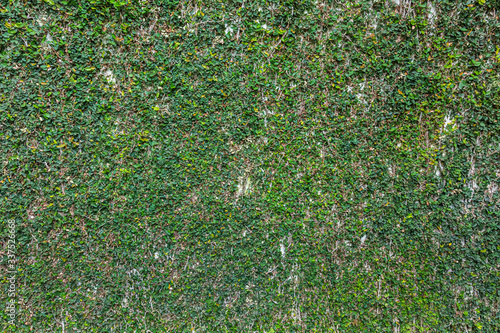 Texture of green garden wall