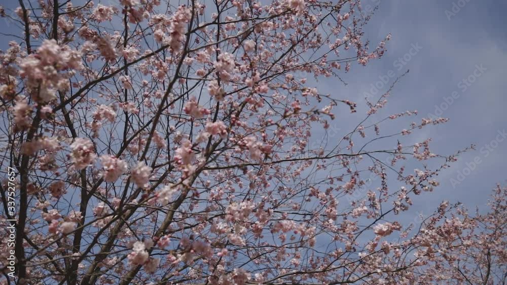 beautiful japanese sakura or cherry blossom on blue sky background beautiful japanese sakura or cherry blossom on blue sky background