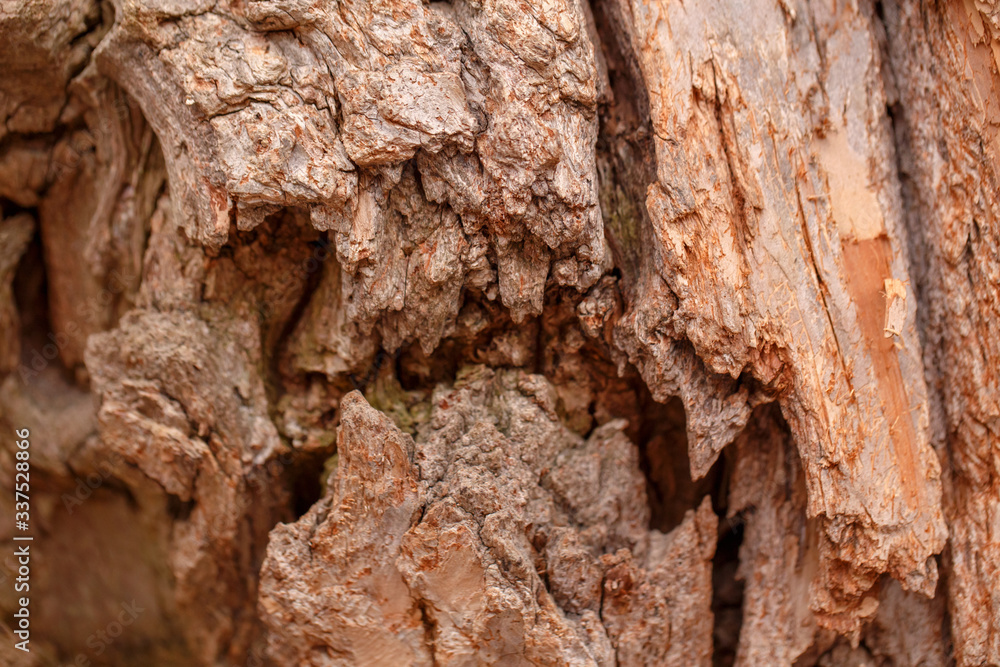 Obraz premium Natural wooden texture background. Closeup macro of old aged tree bark. Abstract oak tree nature backdrop, wallpaper. Unusual pattern surface with cracks, holes, curvy shape lines.