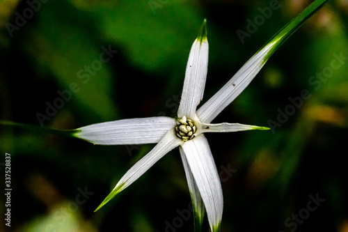 The Beautiful White Star flower of the Starrush Whitectop photo