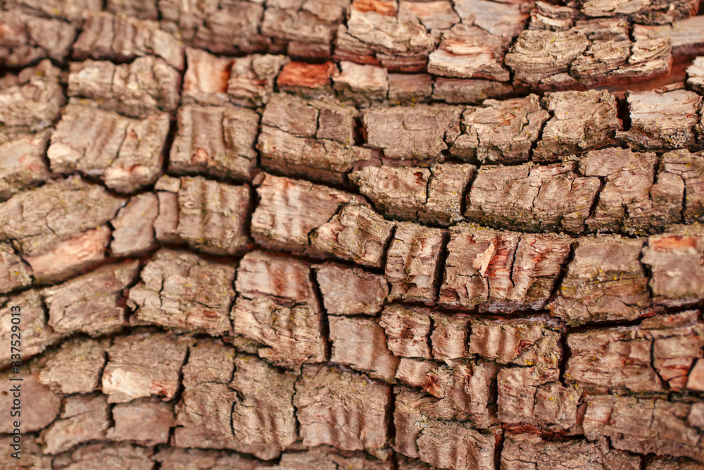 Obraz premium Natural wooden texture background. Closeup macro of old aged tree bark. Abstract oak tree nature backdrop, wallpaper. Unusual pattern surface with cracks, holes, curvy shape lines.