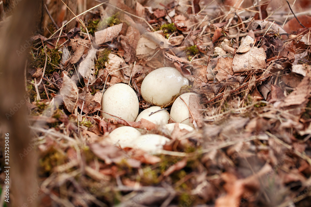 White eggs of wild duck lying in nest in forest. Wildlife bird habitat and new life. Home for the fresh newborn chicken. Seasonal spring nature life concept. White eggs of wild duck lying in nest in forest. Wildlife bird habitat and new life. Home for the fresh newborn chicken. Seasonal spring nature life concept.
