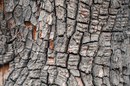 Natural wooden texture background. Closeup macro of old aged tree bark. Abstract oak tree nature backdrop, wallpaper. Unusual pattern surface with cracks, holes, curvy shape lines.