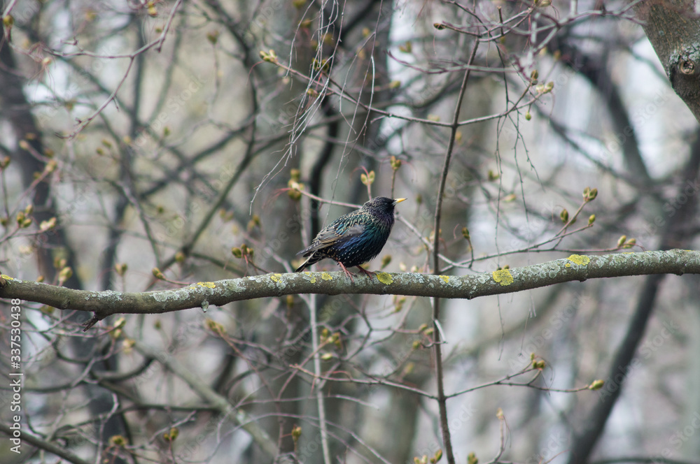 Common starling sitting on a tree branch Common starling sitting on a tree branch