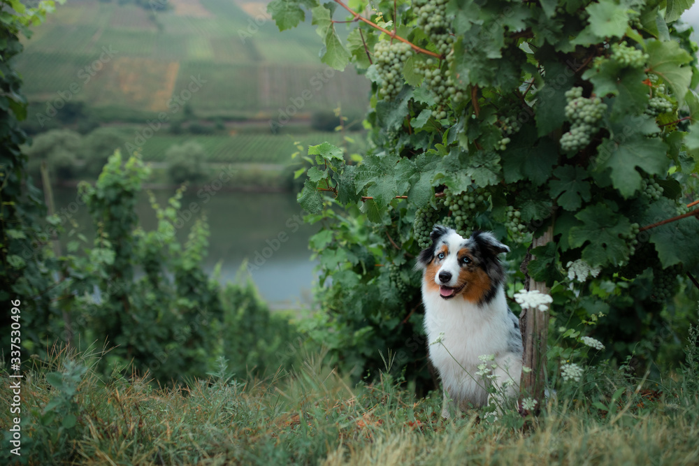 Obraz premium dog by the grape tree. Field, greens. Marble Australian Shepherd in nature.