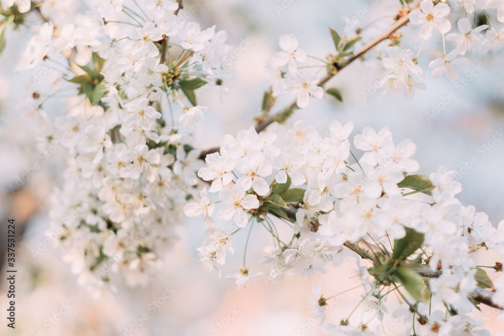 Cherry blossom closeup. Brаnch with cherry flowers in spring. Cherry blossom closeup. Brаnch with cherry flowers in spring.