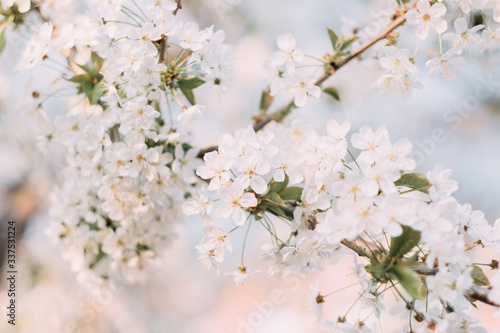 Cherry blossom closeup. Brаnch with cherry flowers in spring. © Elena Krivorotova