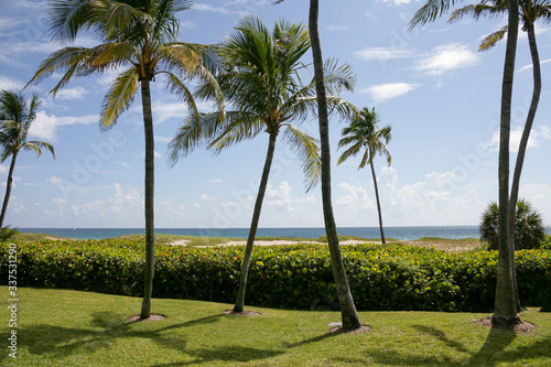 palm trees on the grass and beach