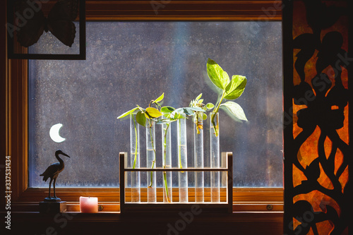 Plant cuttings framed by wooden window sill