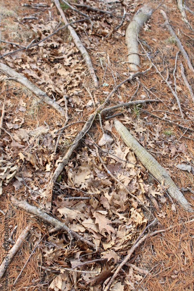 lizard on the tree lizard on the tree