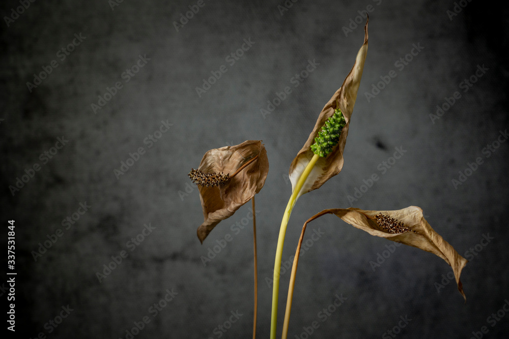 Flores muertas con fondo de concreto color gris foto de Stock | Adobe Stock Flores muertas con fondo de concreto color gris foto de Stock | Adobe Stock