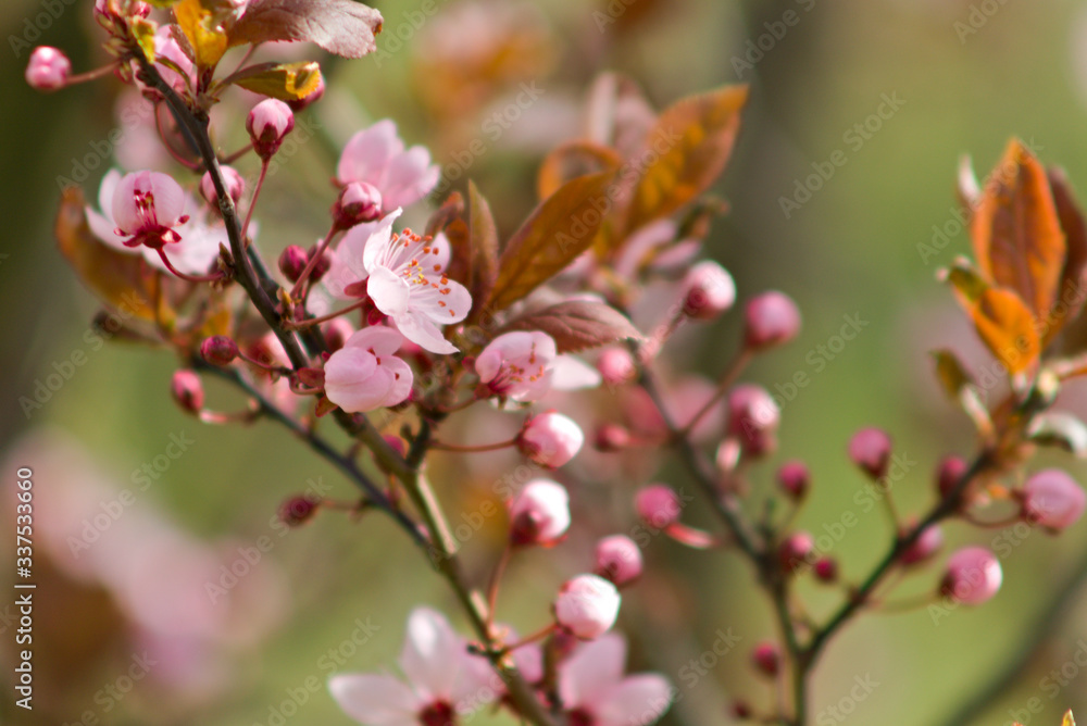 Fototapeta premium pink cherry blossom