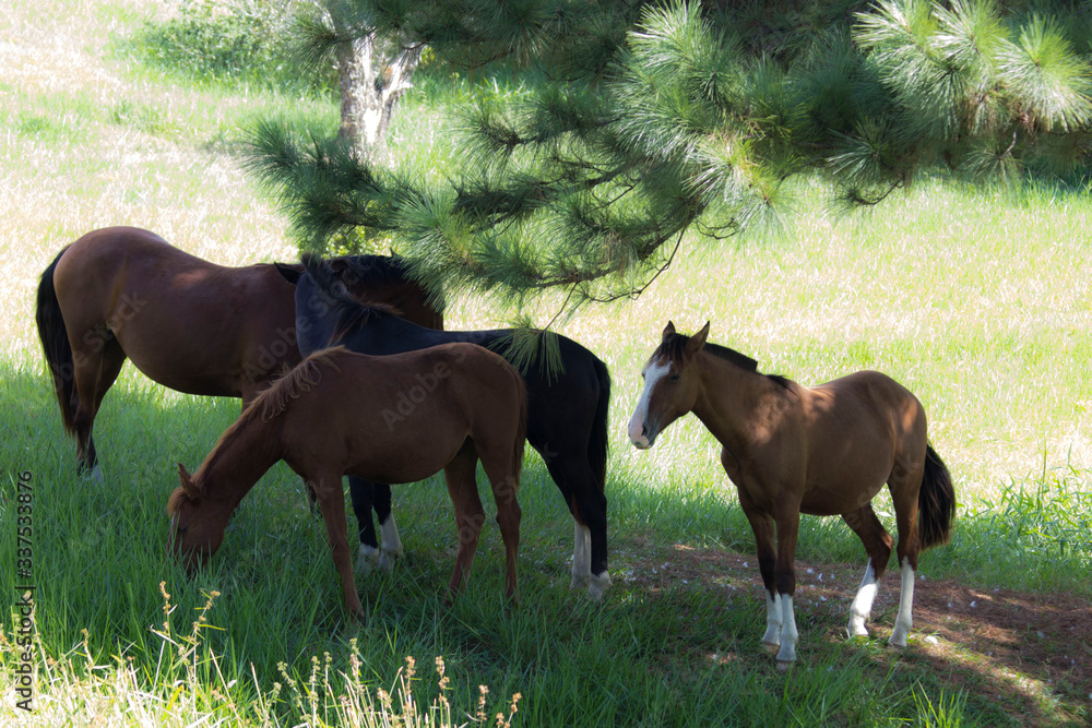 Fototapeta premium horse and foal in field