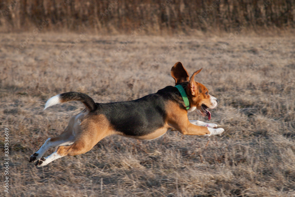 beagle dog runs on spring field with last year's grass on a sunny day