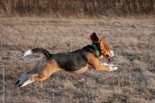 Fototapeta Naklejka Na Ścianę i Meble -  beagle dog runs on spring field with last year's grass on a sunny day