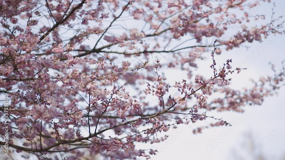 Close view of tender sakura blossom over blue sky background in Japan Close view of tender sakura blossom over blue sky background in Japan