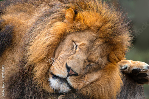 Photography Male Lion sleeping