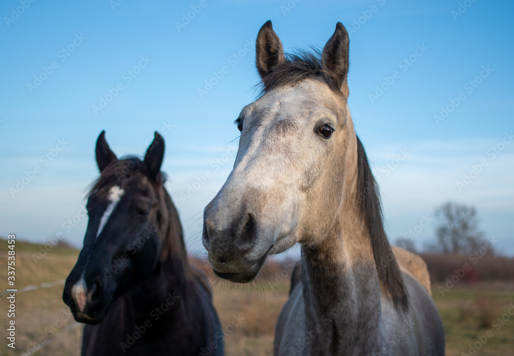 Obraz premium horses