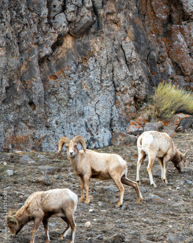 Large bighorn sheep ram in front of a rock wall in spring at the National Elk Refuge in Wyoming 