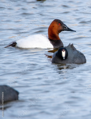 a canvasback duck swimming among coots in blue water surrounded by coots at Market Lake National Wildlife Management Area in Idaho