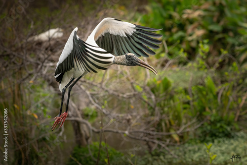 wood stork with open wings