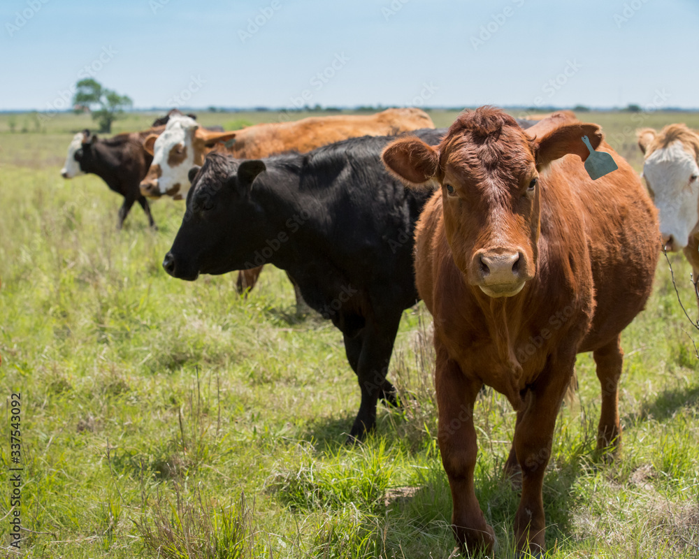 Herd of livestock moved to new pasture on the cattle ranch Herd of livestock moved to new pasture on the cattle ranch