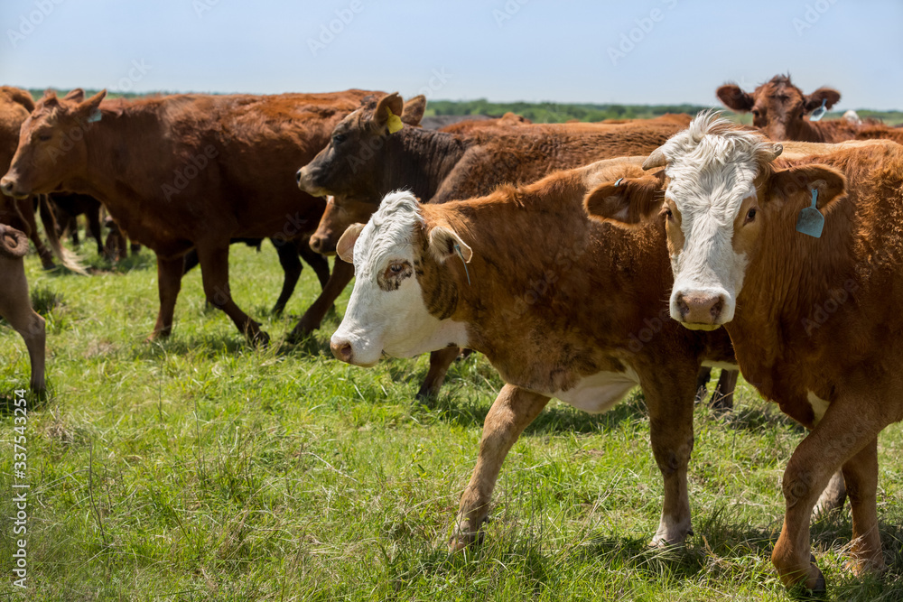 Herd of livestock moved to new pasture on the cattle ranch Herd of livestock moved to new pasture on the cattle ranch