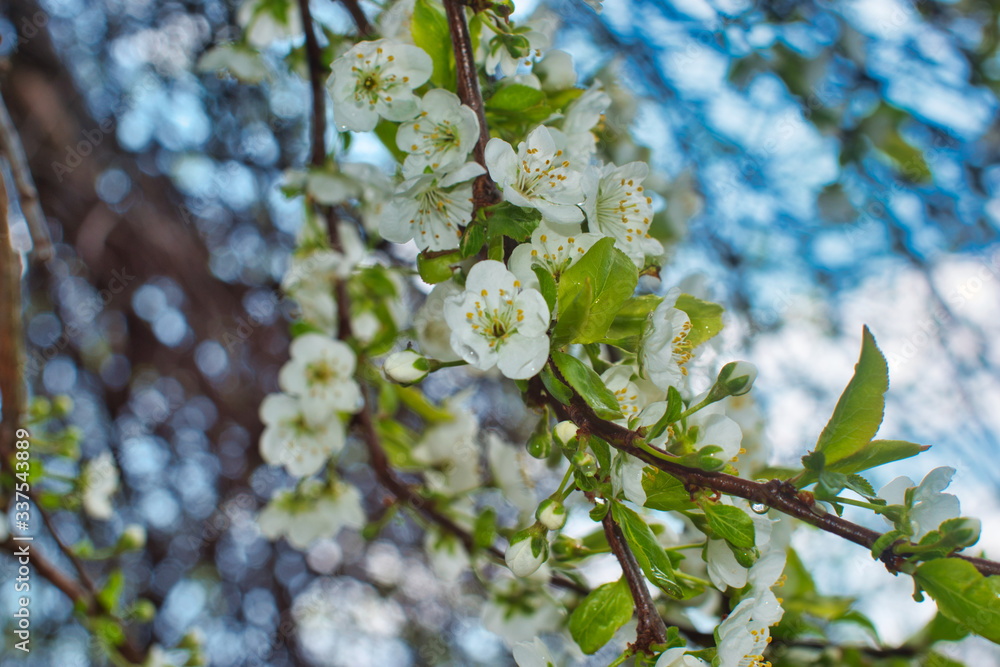 beautiful flower blossom in spring beautiful flower blossom in spring