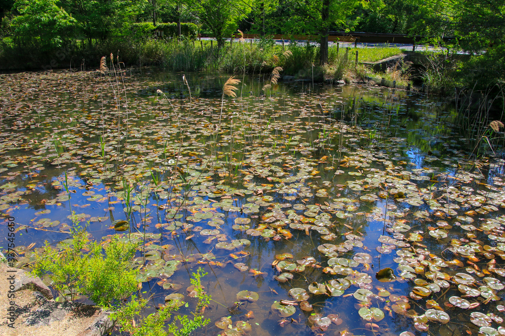 近江富士花緑公園 Stock Photo Adobe Stock