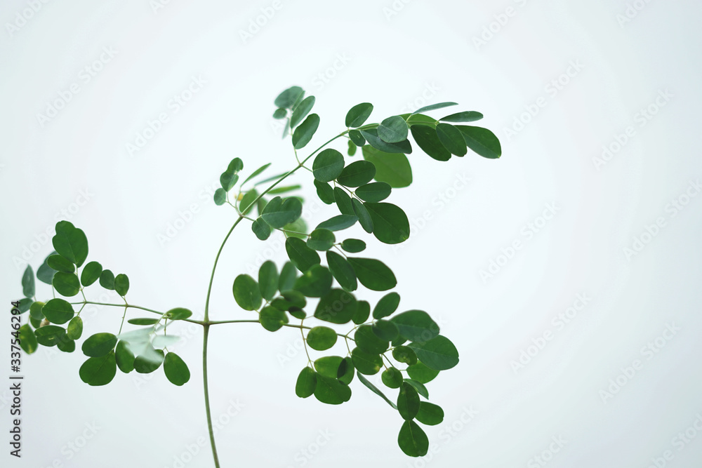 Moringa 