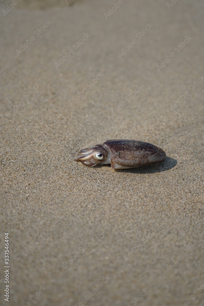 squid on the beach squid on the beach