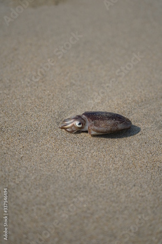 squid on the beach