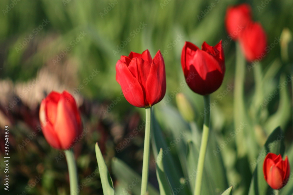 Three Red Tulips in Forest Park 2020 II