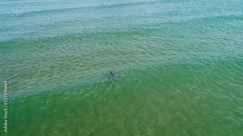 Aerial shot of Australian Humpback dolphin mother and calf surfing a wave photo