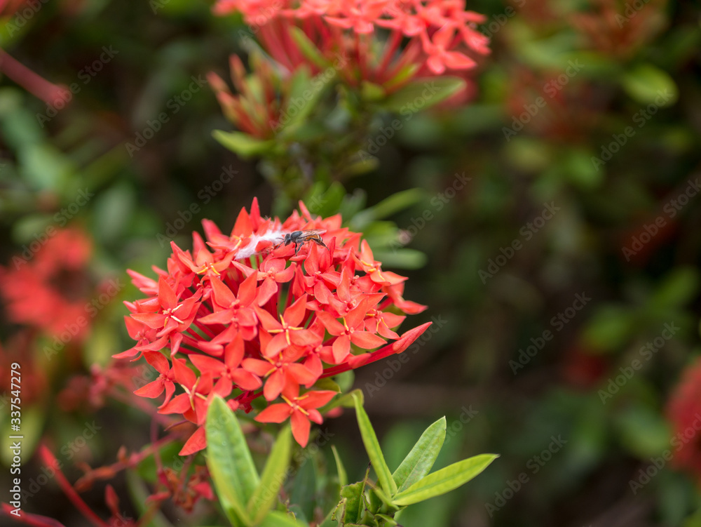 red dahlia flower red dahlia flower