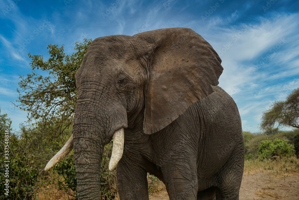 Fototapeta premium Close up of African Elephant, Tanzania