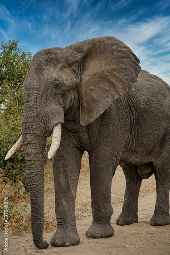 Close up of African Elephant, Tanzania © Rahul