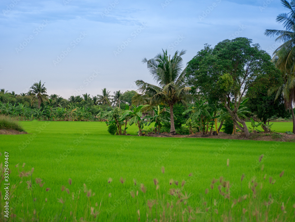 rice field in thailand rice field in thailand
