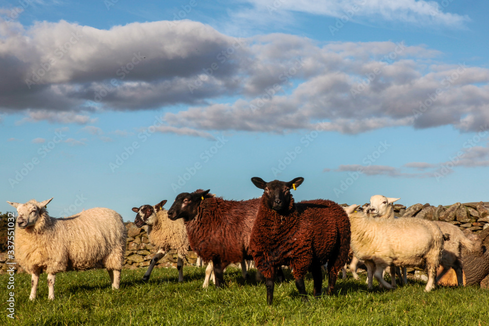 Fototapeta premium sheep in the field