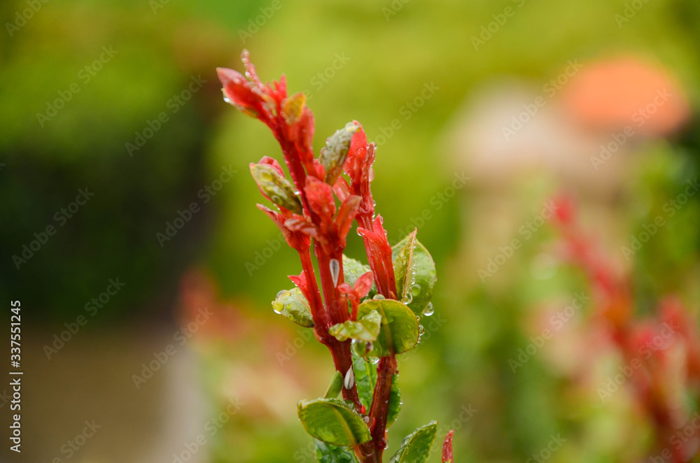 Backyard Shrub with Red Flower in backyard Backyard Shrub with Red Flower in backyard