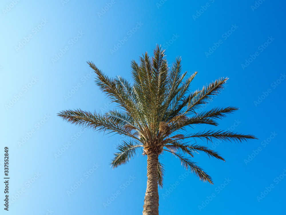 Single palm tree against background of clear blue sky, medium view. Creen palm, bottom up view. Egypt in february, nature background. Selective soft focus. Blurred background Single palm tree against background of clear blue sky, medium view. Creen palm, bottom up view. Egypt in february, nature background. Selective soft focus. Blurred background