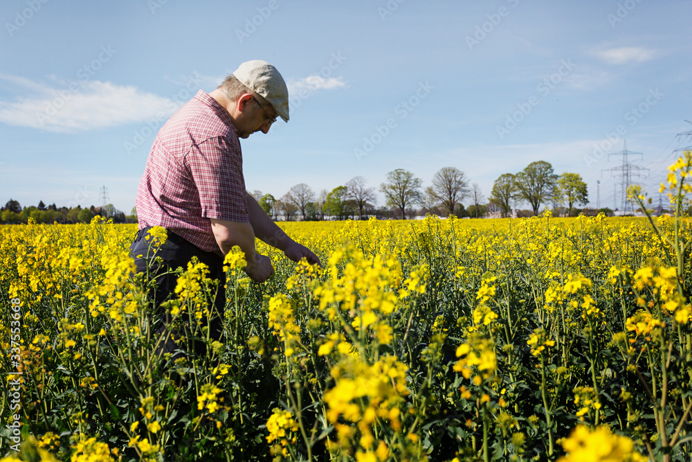 Landwirt begutachtet gelbe Blüten im blühenden Rapsfeld im Frühjahr